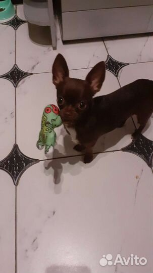 Чихуахуа кабель вязка