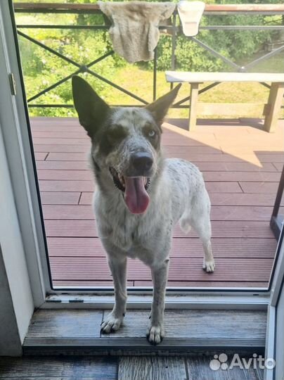 Красотка с разными глазами