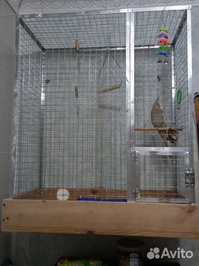 Попугай корелла