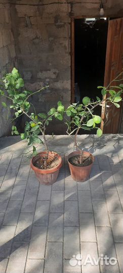 Лимонные деревья с плодами