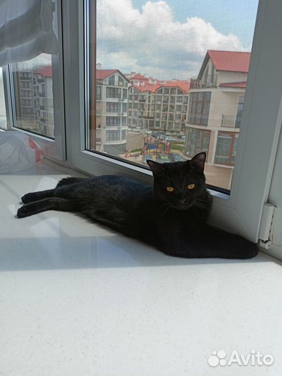 Помогите найти любимого питомца кота