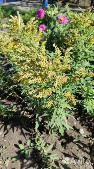 Многолетние растения