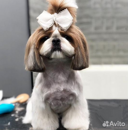 Стрижка собак и кошек (без наркоза)