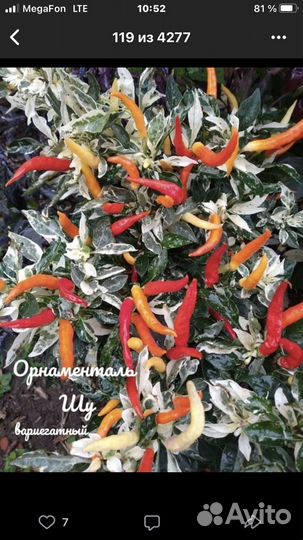 Рассада перца острого