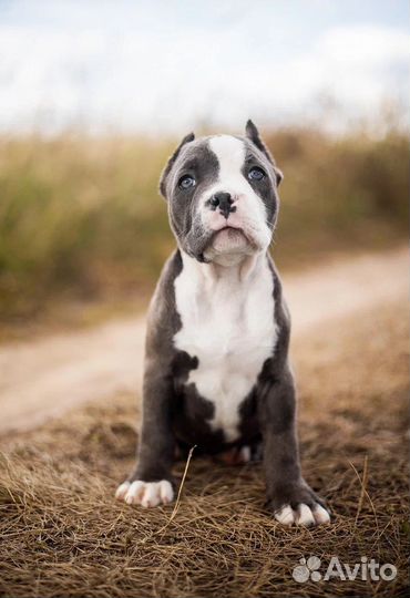 Американский булли девочка