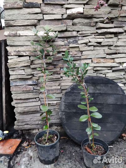 Саженцы фейхоа