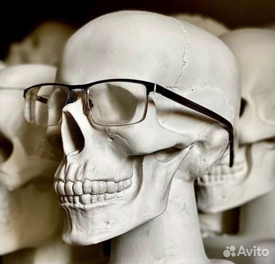 Череп гипсовый