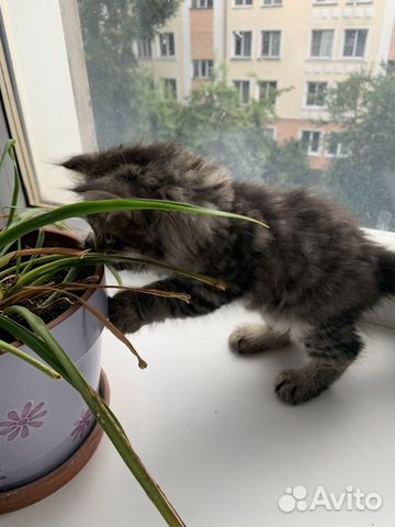 Продажа чистокровных Сибирских котят объявление продам