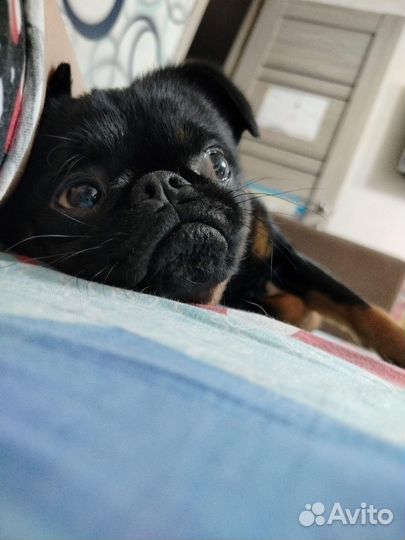 Пти брабансон