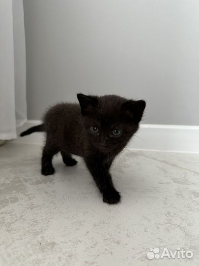 Котенок