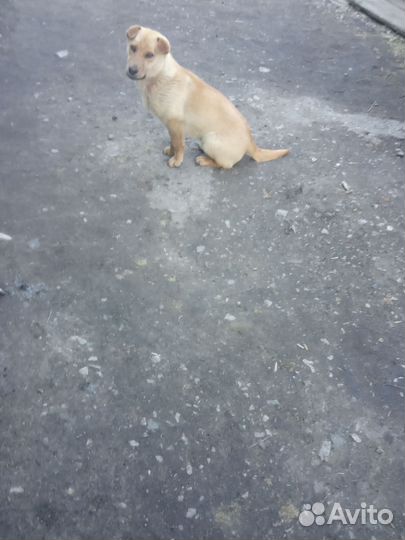 Отдам бесплатно в добрые руки мальчик