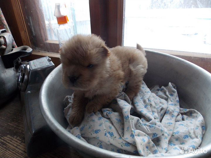 Продажа собак щенков