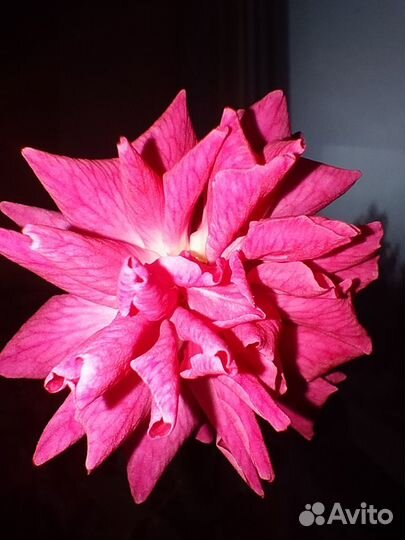 Роза комнатная Чайная(Венгерка,Бенгалка) малиновая