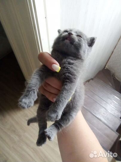 Котенок серый