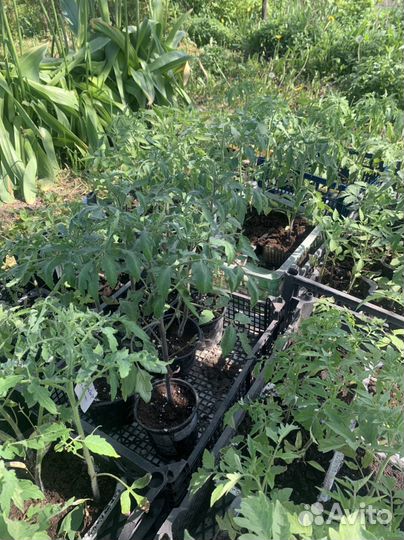 Рассада помидор