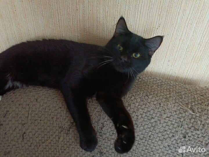 Тайские котята в добрые руки