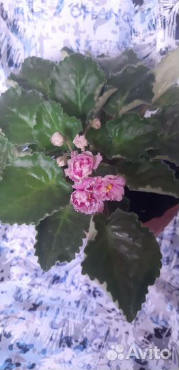 Фиалки разные