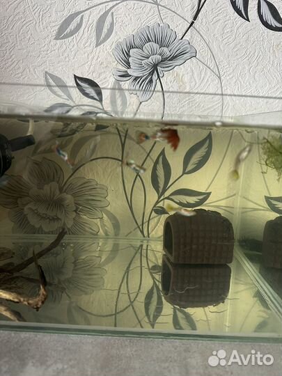 Аквариумные рыбки