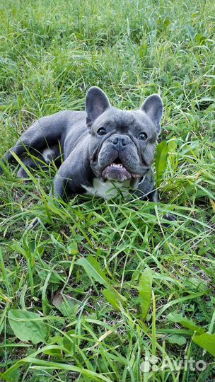 Французский бульдог вязка