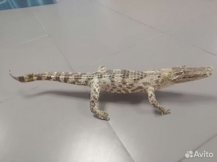Чучело крокодила