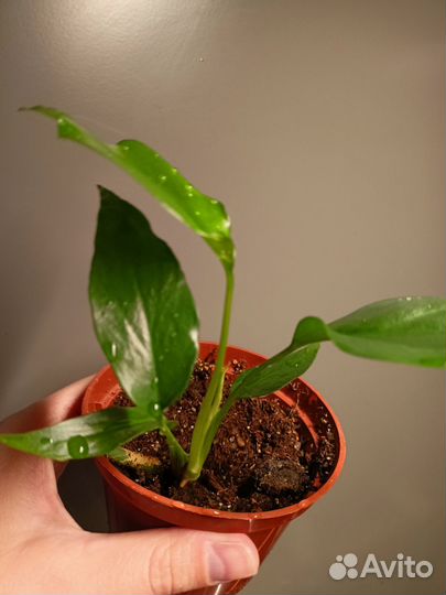 Комнатные цветы спб