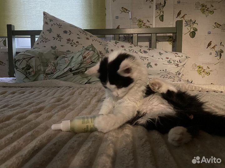 Котенок в добрые руки