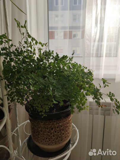 Комнатные растения цветы