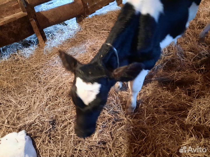 Бычки и телята