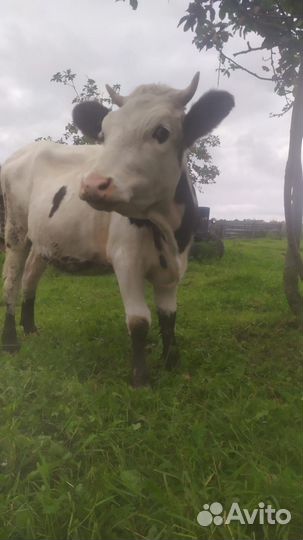 Телки стельные