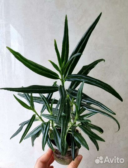 Срезы редких комнатных растений