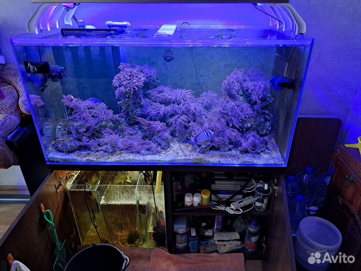 Продам аквариумных рыбок для морского аквариума