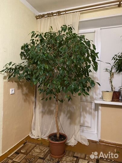 Фикус бенджамина большой