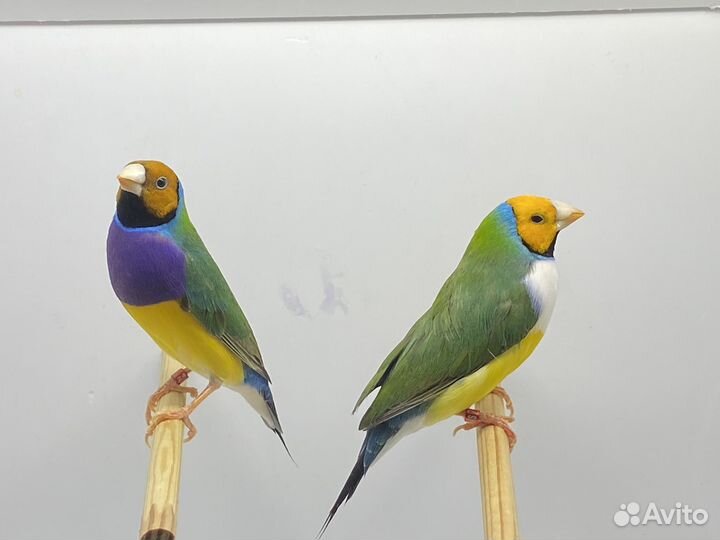 Амадины Гульда