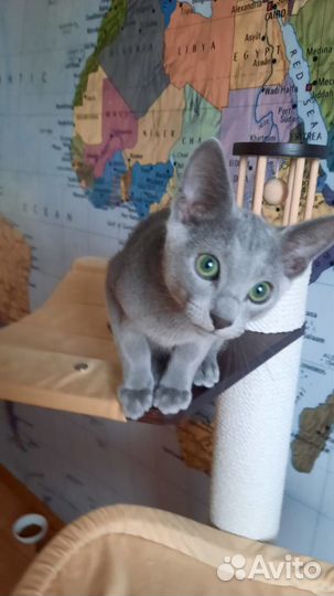 Мальчик русской голубой