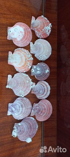 Морские ракушки