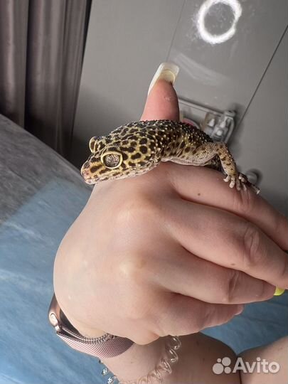 Геккон эублефар самка 2 шт. Со всем необходимым