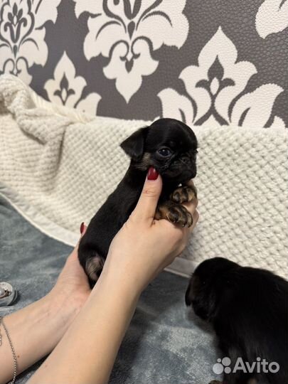 Птибрабансон