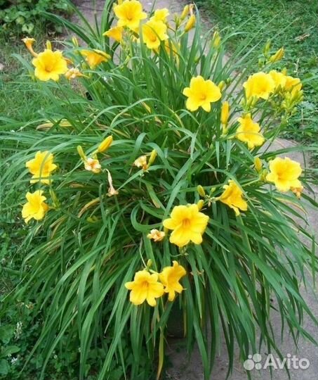 Лилейник желтый