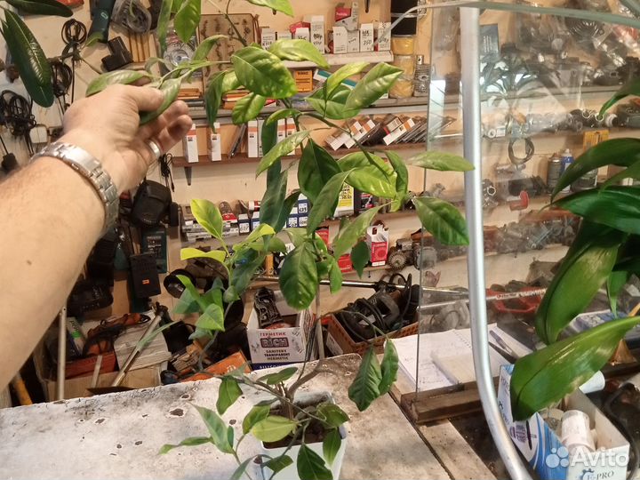 Мандарин уншиу вариегатный