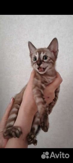 Бенгальский котенок