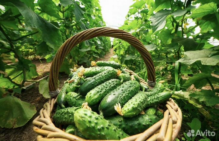 Огурцы свежие