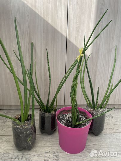 Отростки цветов