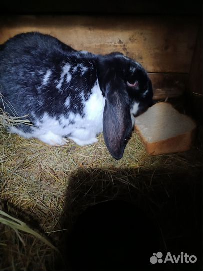 Кролики породы французский баран