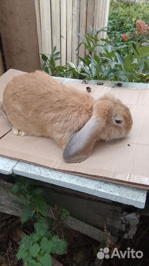 Французский баран на племя