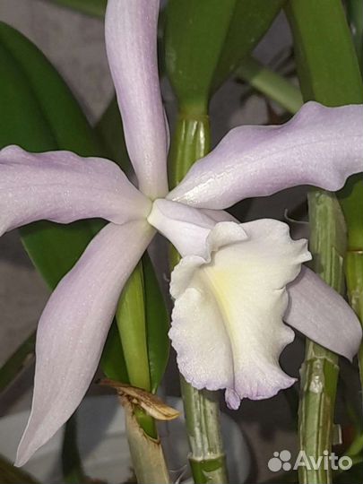 Орхидея каттлея