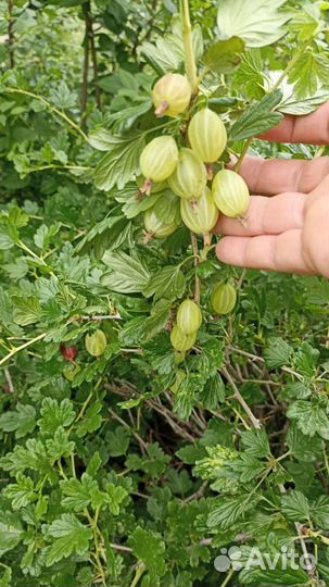 Саженцы ежемалина, крыжовник