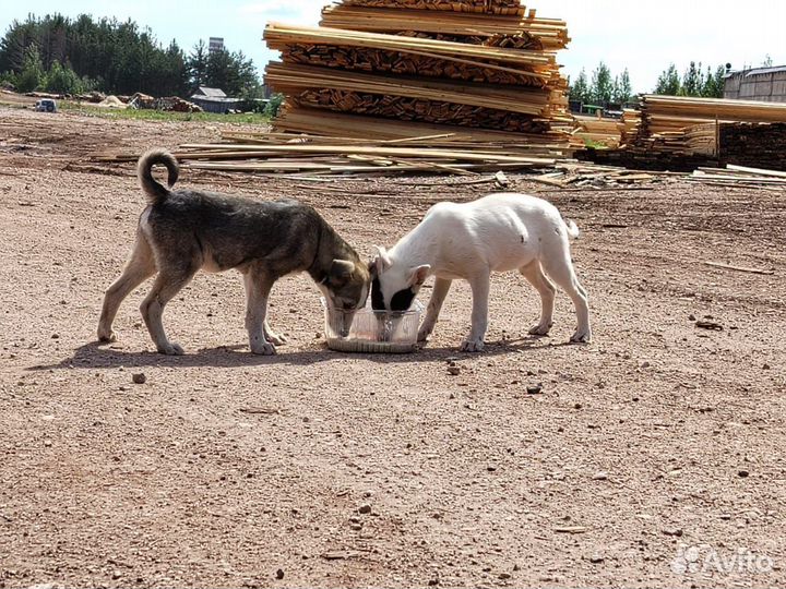 Друг человека