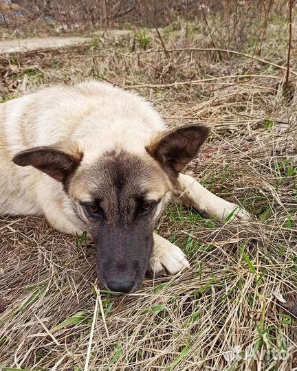 Собака очень ищет дом