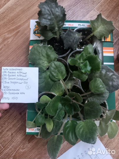 Фиалки сортовые