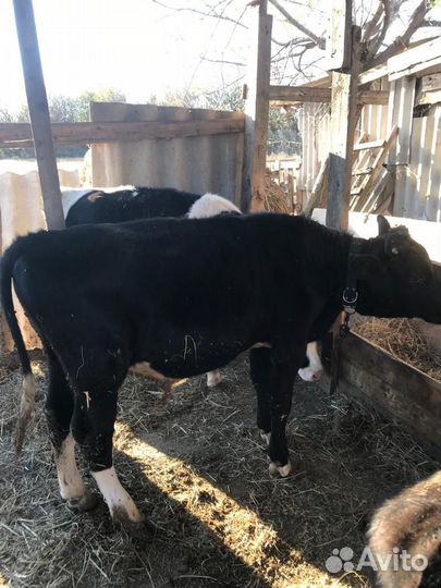 Бычки на откорм